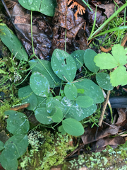 Lathyrus ochroleucus