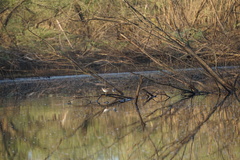 Xenus cinereus