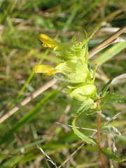 Rhinanthus