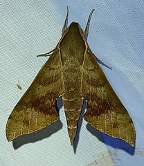 Xylophanes germen