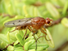 Dryomyza