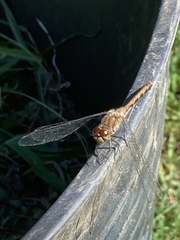 Sympetrum