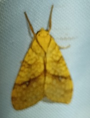 Lophocampa citrina