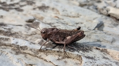 Psophus stridulus