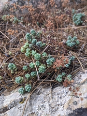 Sedum dasyphyllum