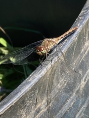 Sympetrum
