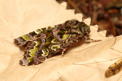 Ichneutica chlorodonta