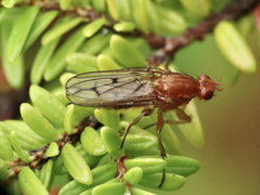 Dryomyza