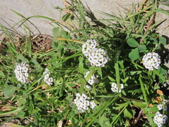 Lobularia maritima