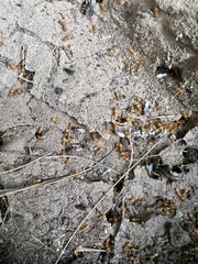 Acanthomyops