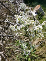 Symphyotrichum urophyllum