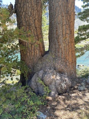 Pinus monticola