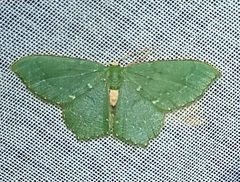 Chloropteryx nordicaria