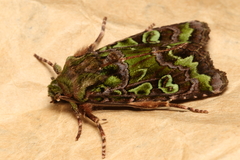 Ichneutica chlorodonta