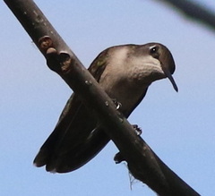 Archilochus colubris