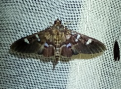 Desmia octomaculalis