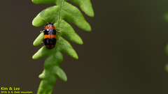 Physosmaragdina nigrifrons