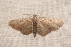 Eupithecia icterata