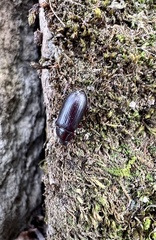 Tenebrionoidea