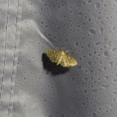 Herpetogramma pertextalis