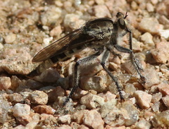Triorla interrupta