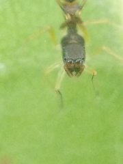 Synemosyna formica