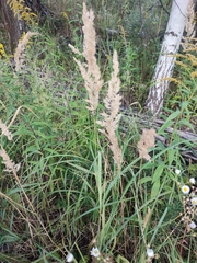 Calamagrostis