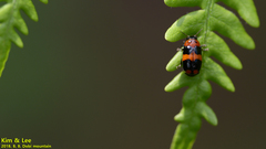 Physosmaragdina nigrifrons