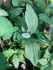 Cypripedium parviflorum