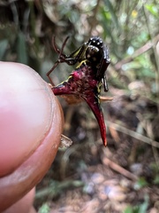 Micrathena