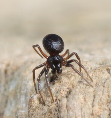 Linyphiidae