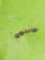 Synemosyna formica