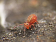 Dicyrtomidae