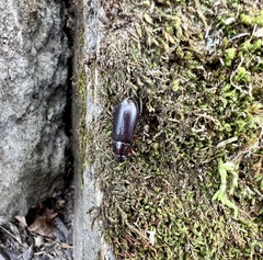 Tenebrionoidea
