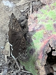 Erynnis tristis