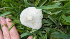 Leucocoprinus cretaceus