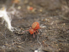Dicyrtomidae