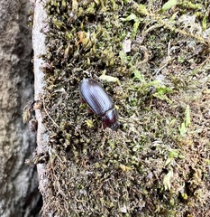 Tenebrionoidea