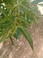 Salicaceae