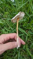 Leucocoprinus cretaceus