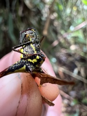 Micrathena