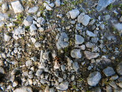 Hippodamia tredecimpunctata