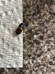 Glischrochilus fasciatus