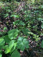 Sanicula marilandica