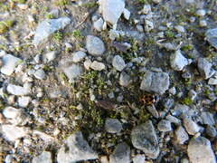 Hippodamia tredecimpunctata