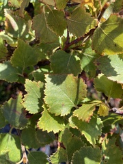 Betula pubescens pumila