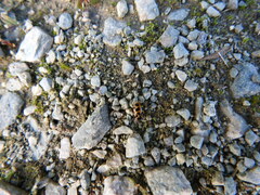 Hippodamia tredecimpunctata