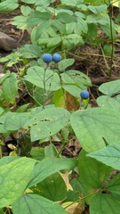 Caulophyllum thalictroides