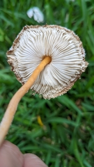 Leucocoprinus cretaceus