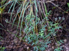 Dalea polygonoides